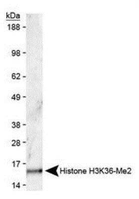 Western Blot: Histone H3 [Dimethyl Lys36] AntibodyBSA Free [NB21-1252]